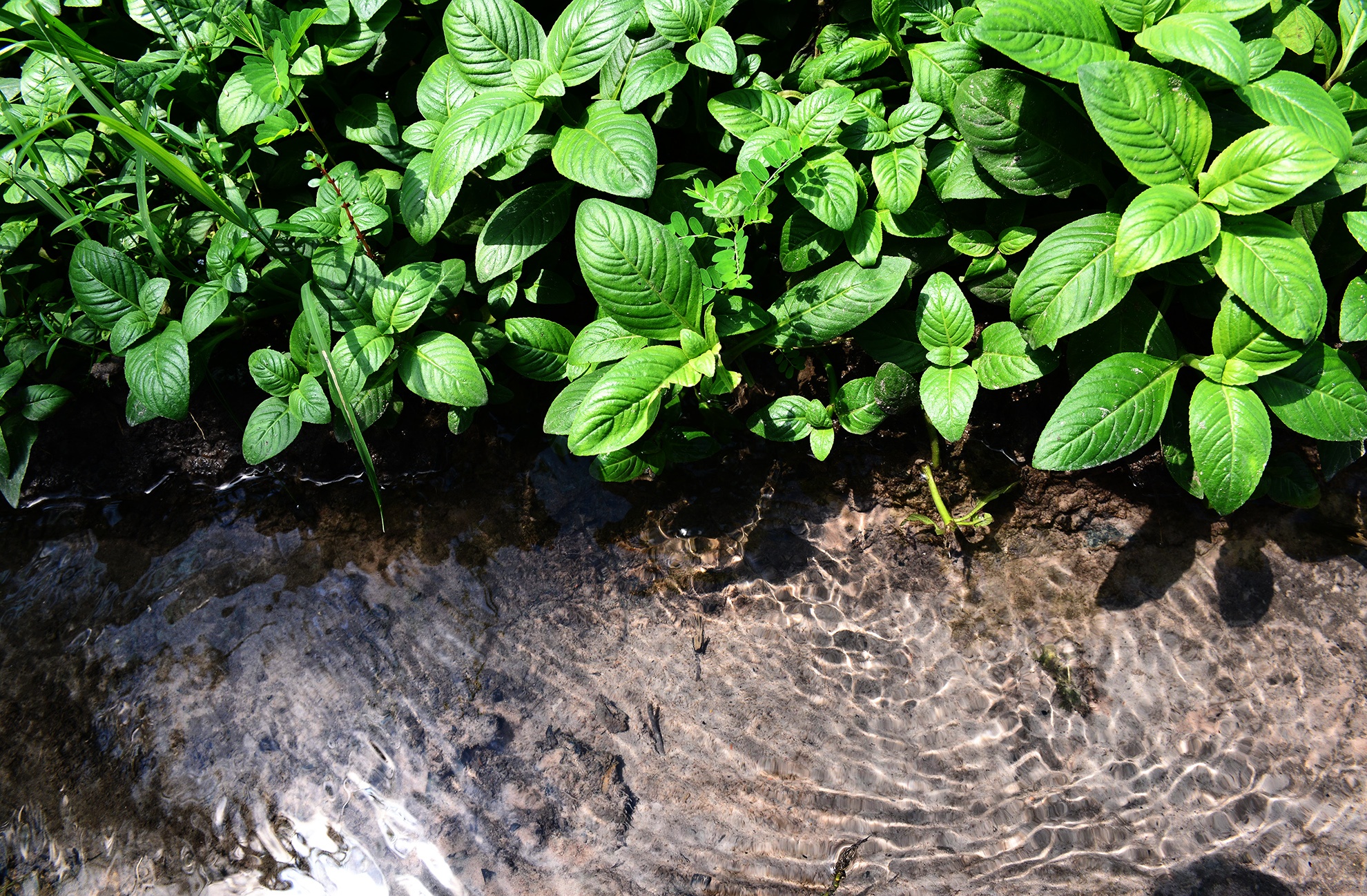 du lich Tay Ninh tu TP.HCM anh 7