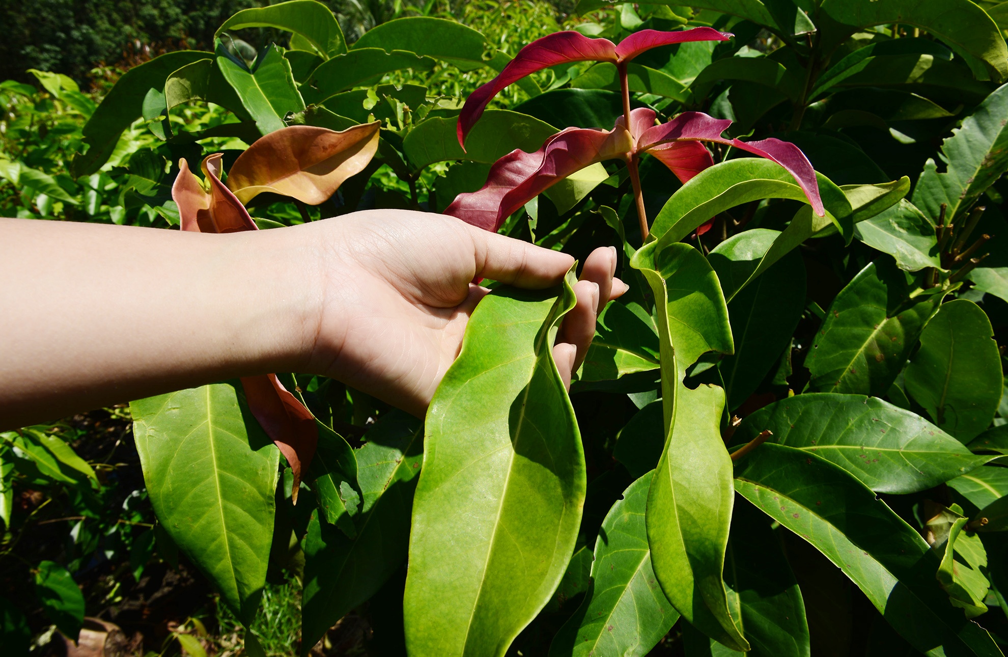 du lich Tay Ninh tu TP.HCM anh 6