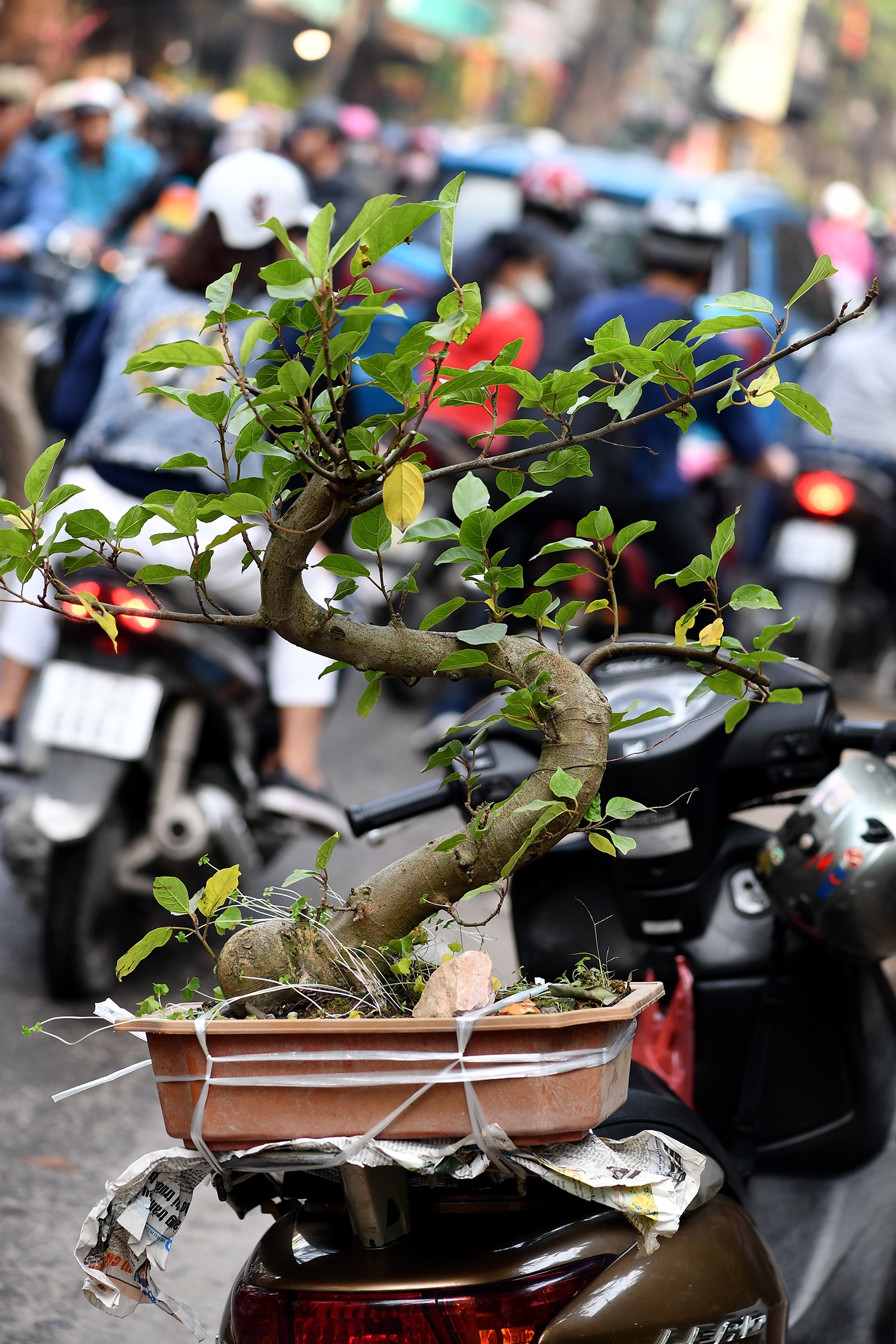 cho hoa Tet Ky Hoi anh 13