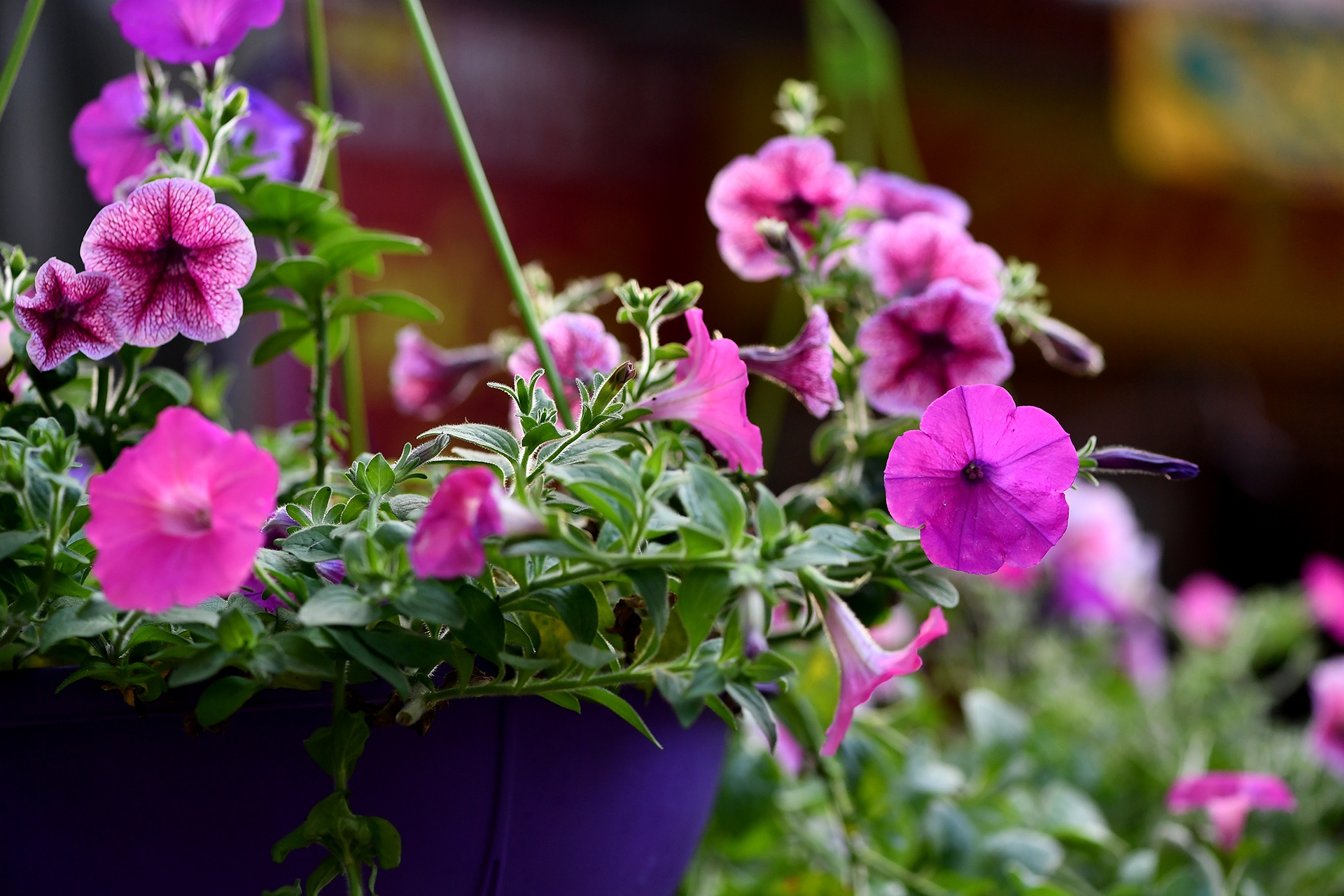 cho hoa Tet Ky Hoi anh 10