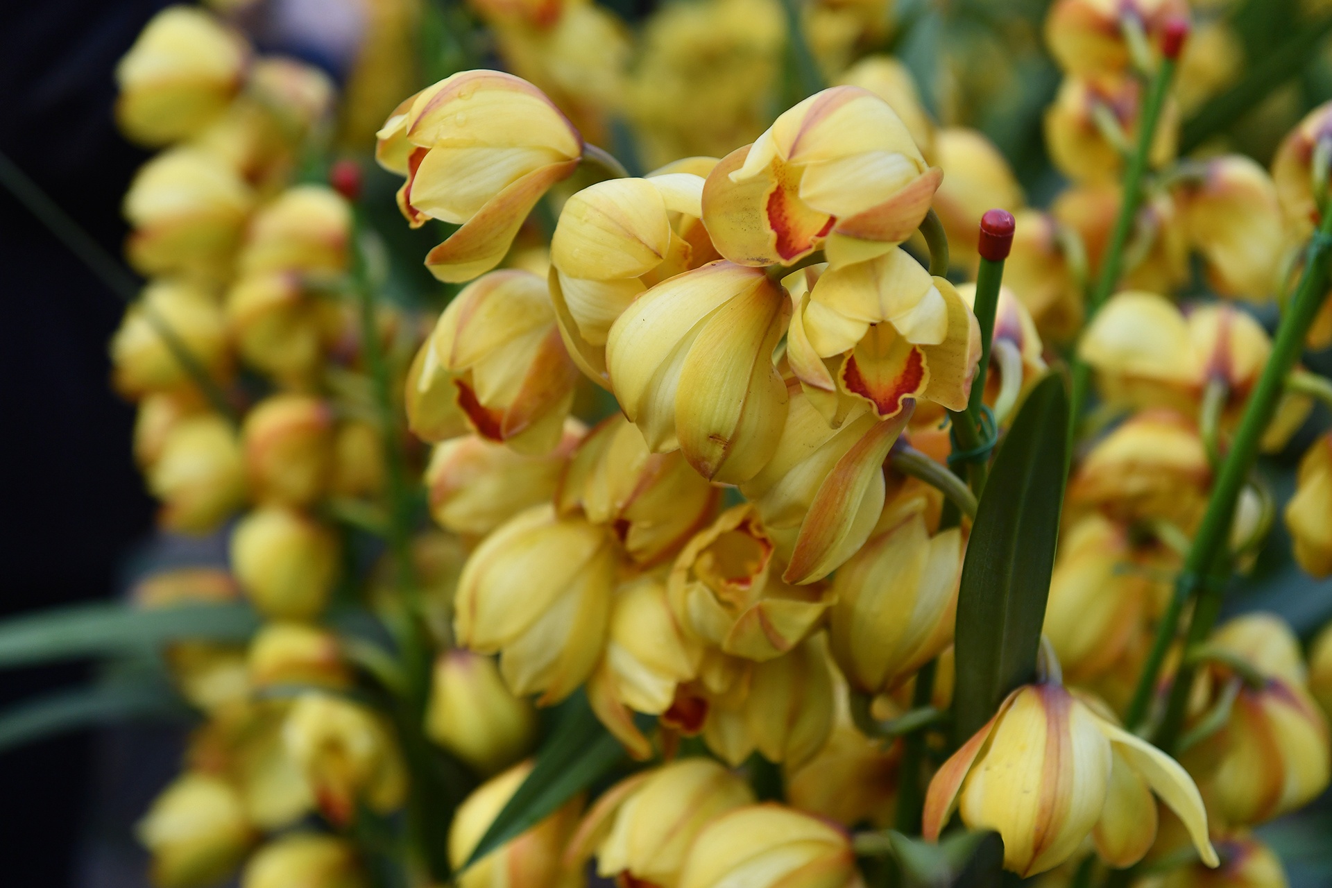 cho hoa Tet Ky Hoi anh 3