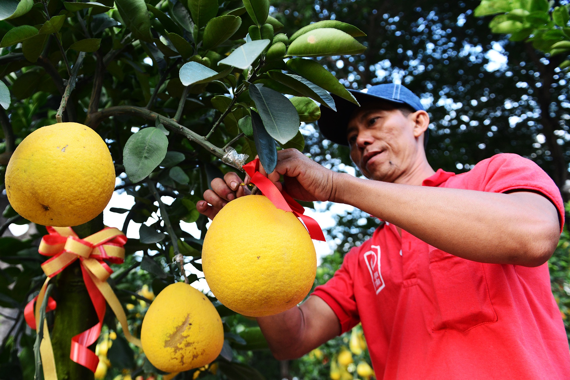 Hoa kieng Tet gia chuc trieu tu khap noi do ve Sai anh 10