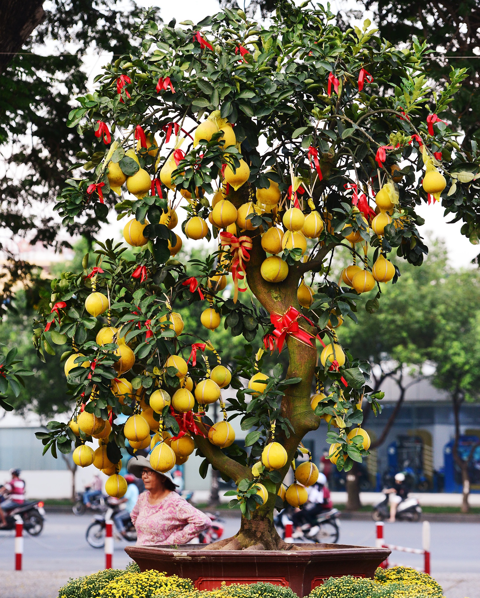 Hoa kieng Tet gia chuc trieu tu khap noi do ve Sai anh 11
