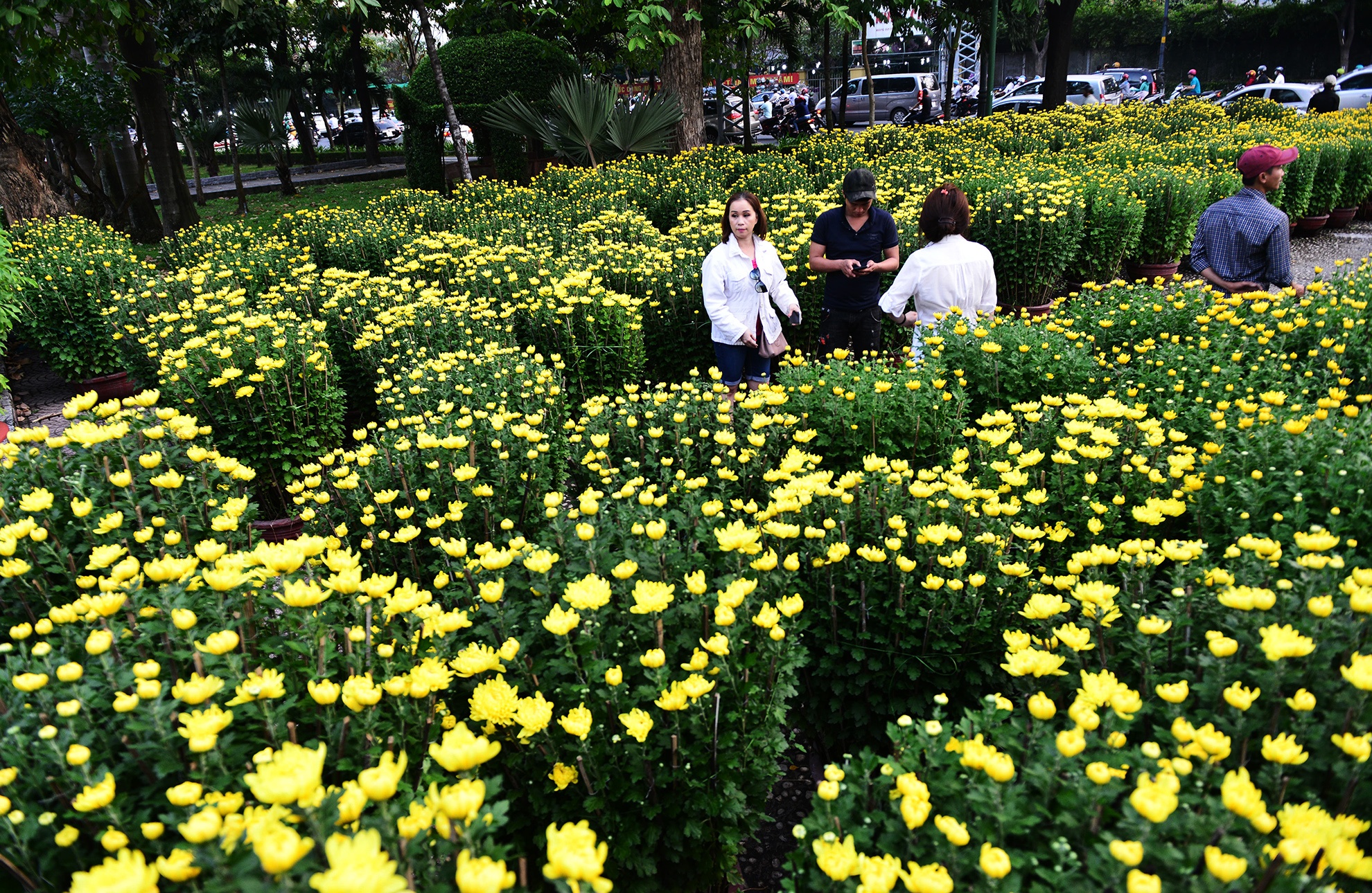 Hoa kieng Tet gia chuc trieu tu khap noi do ve Sai anh 12