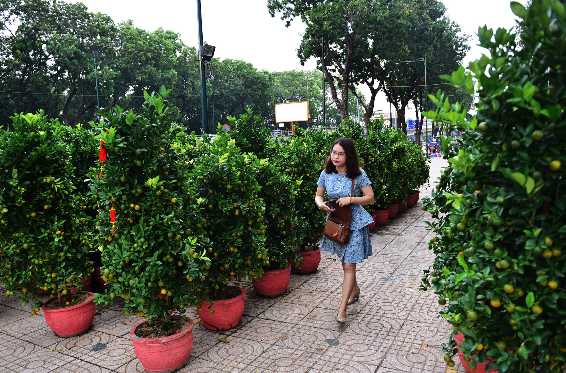 Hoa kieng Tet gia chuc trieu tu khap noi do ve Sai anh 15