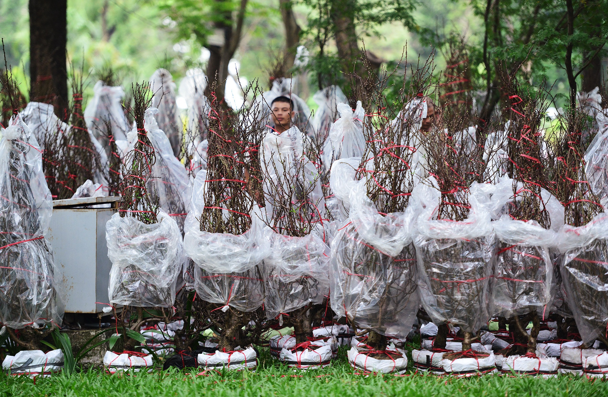 Hoa kieng Tet gia chuc trieu tu khap noi do ve Sai anh 2