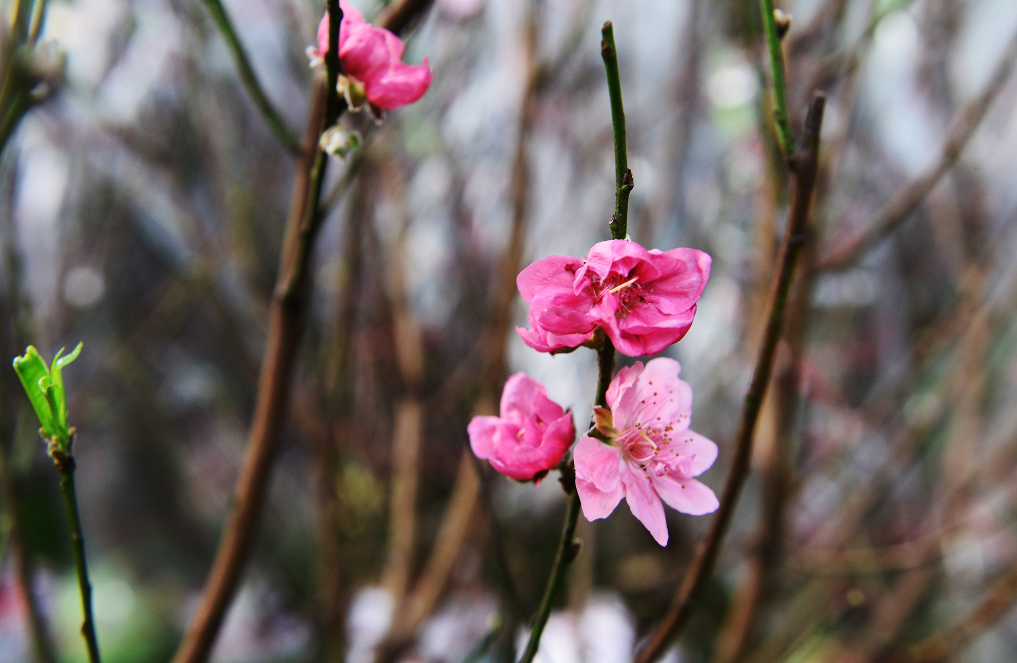 Hoa kieng Tet gia chuc trieu tu khap noi do ve Sai anh 3