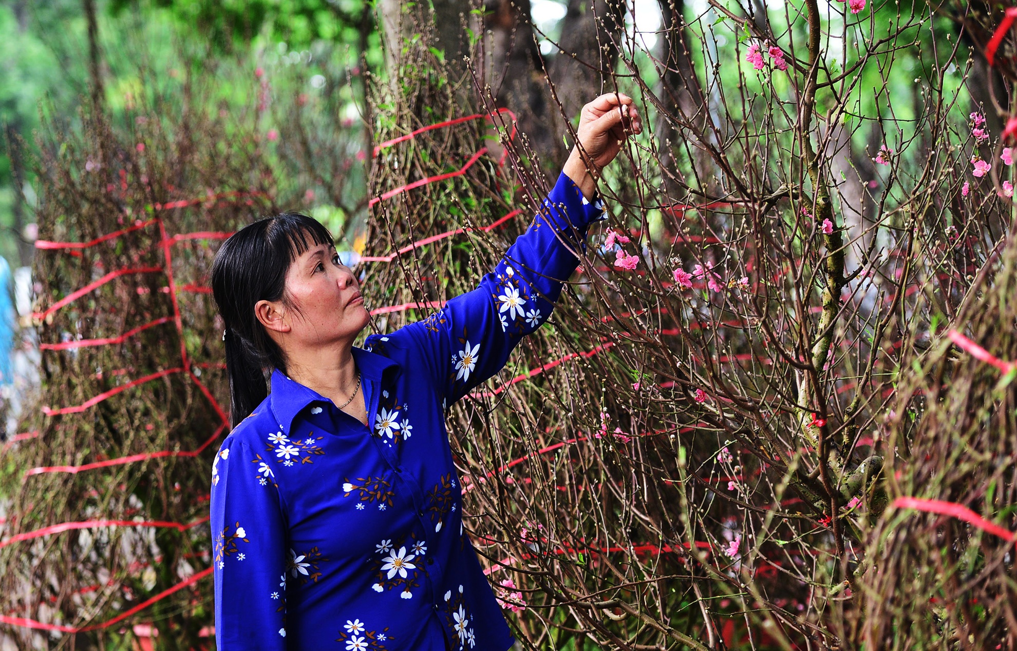 Hoa kieng Tet gia chuc trieu tu khap noi do ve Sai anh 4