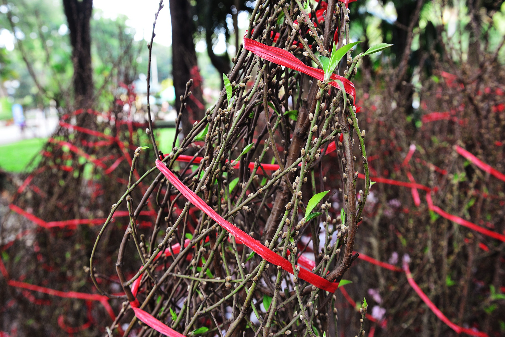 Hoa kieng Tet gia chuc trieu tu khap noi do ve Sai anh 5