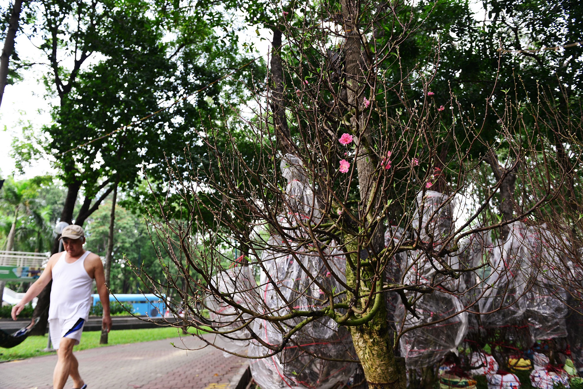 Hoa kieng Tet gia chuc trieu tu khap noi do ve Sai anh 6