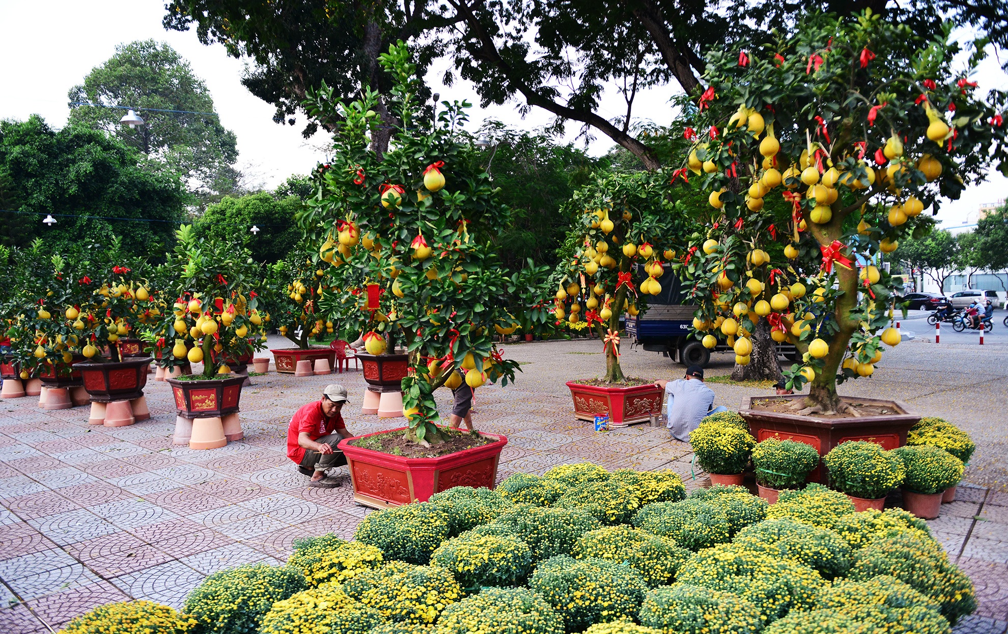 Hoa kieng Tet gia chuc trieu tu khap noi do ve Sai anh 8