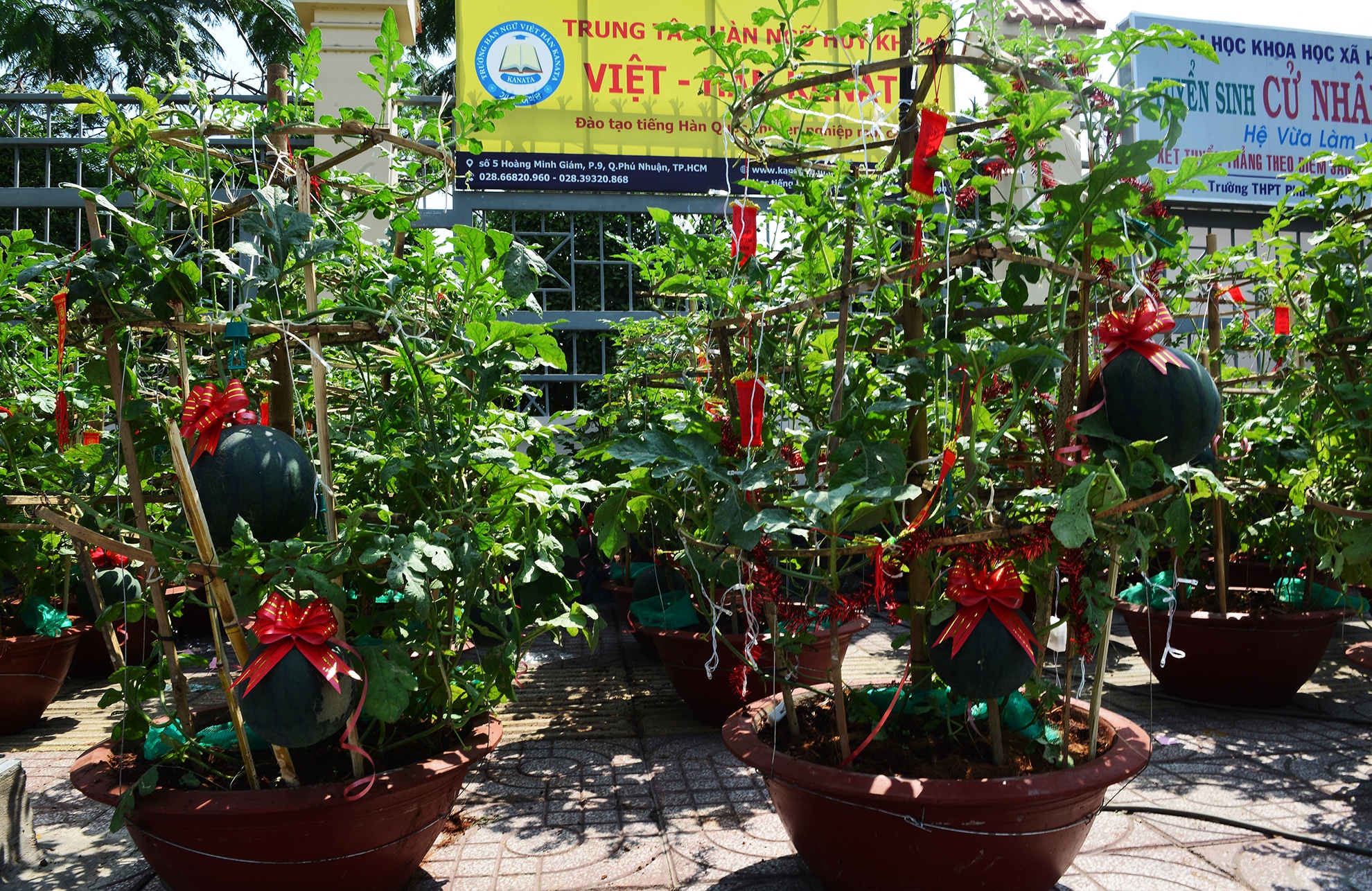 trai cay canh doc la trung Tet o Sai Gon anh 6