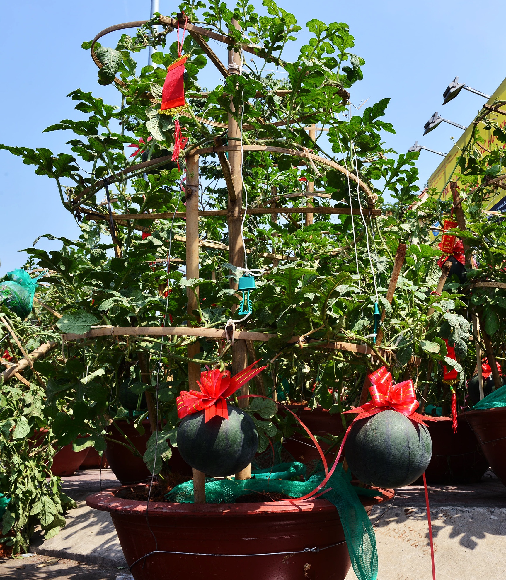 trai cay canh doc la trung Tet o Sai Gon anh 7