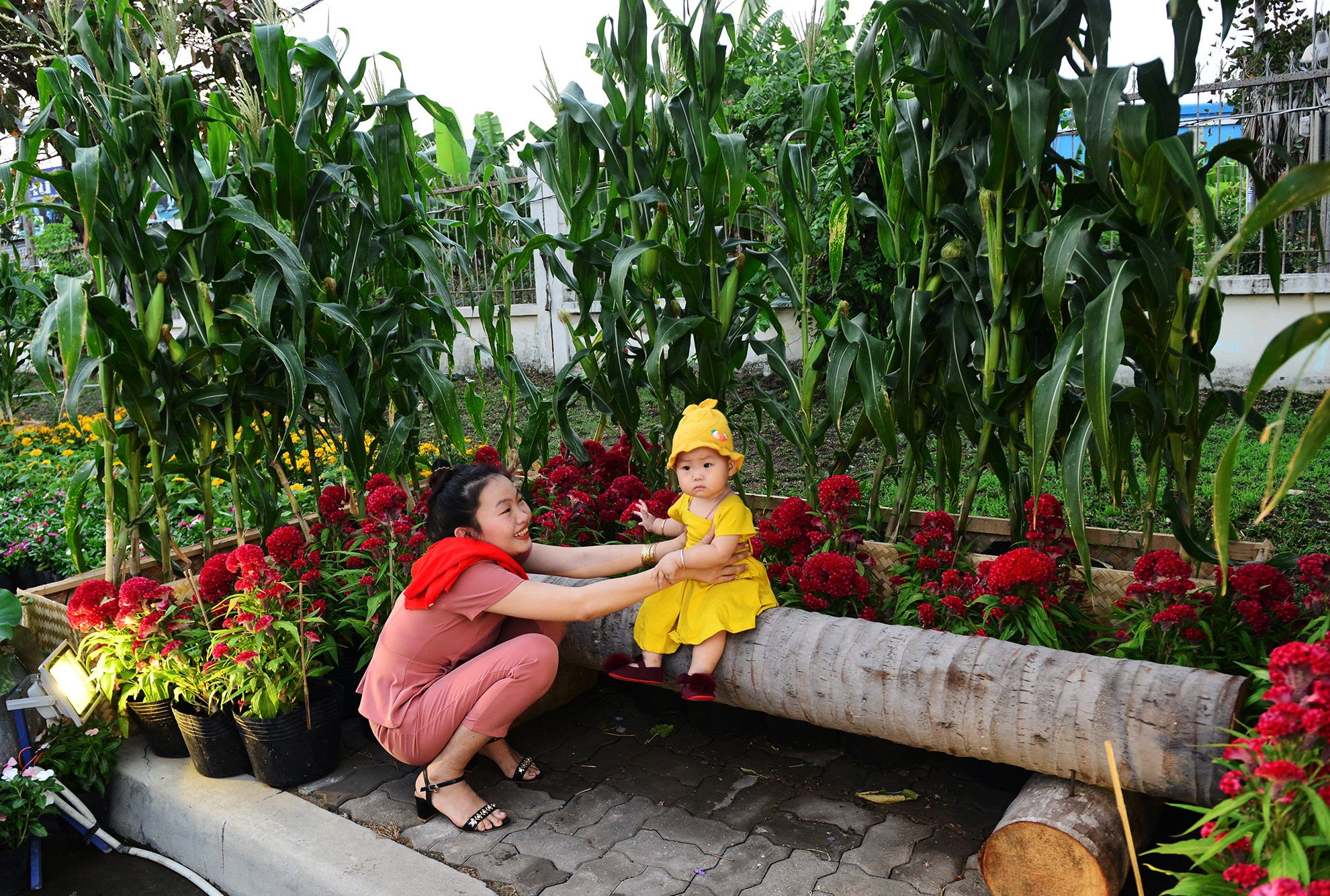 duong hoa Tet dau tien mo cua tham quan o Sai Gon anh 7