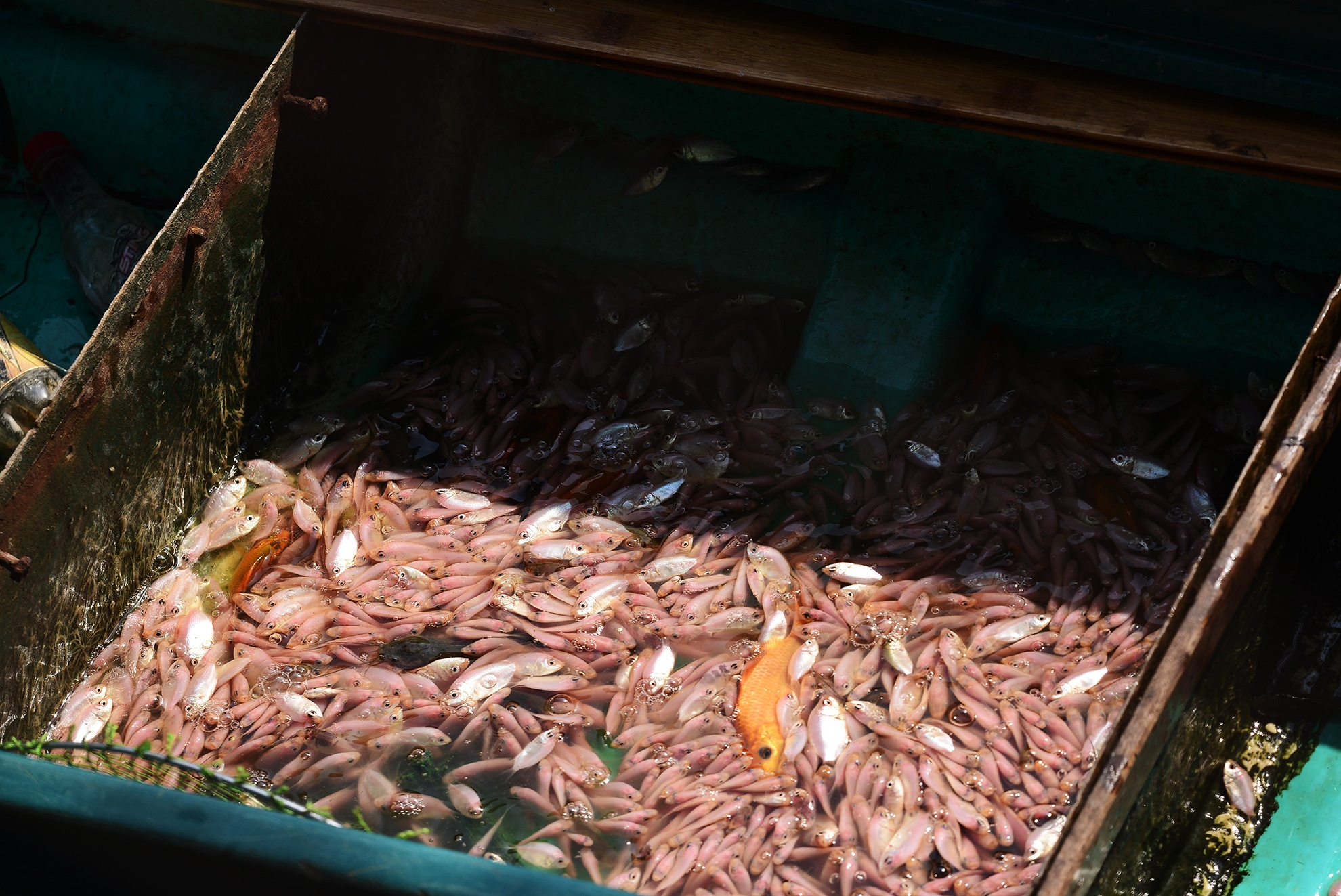 tha ca chep,  cung ong cong ong tao,  tet ky hoi anh 12