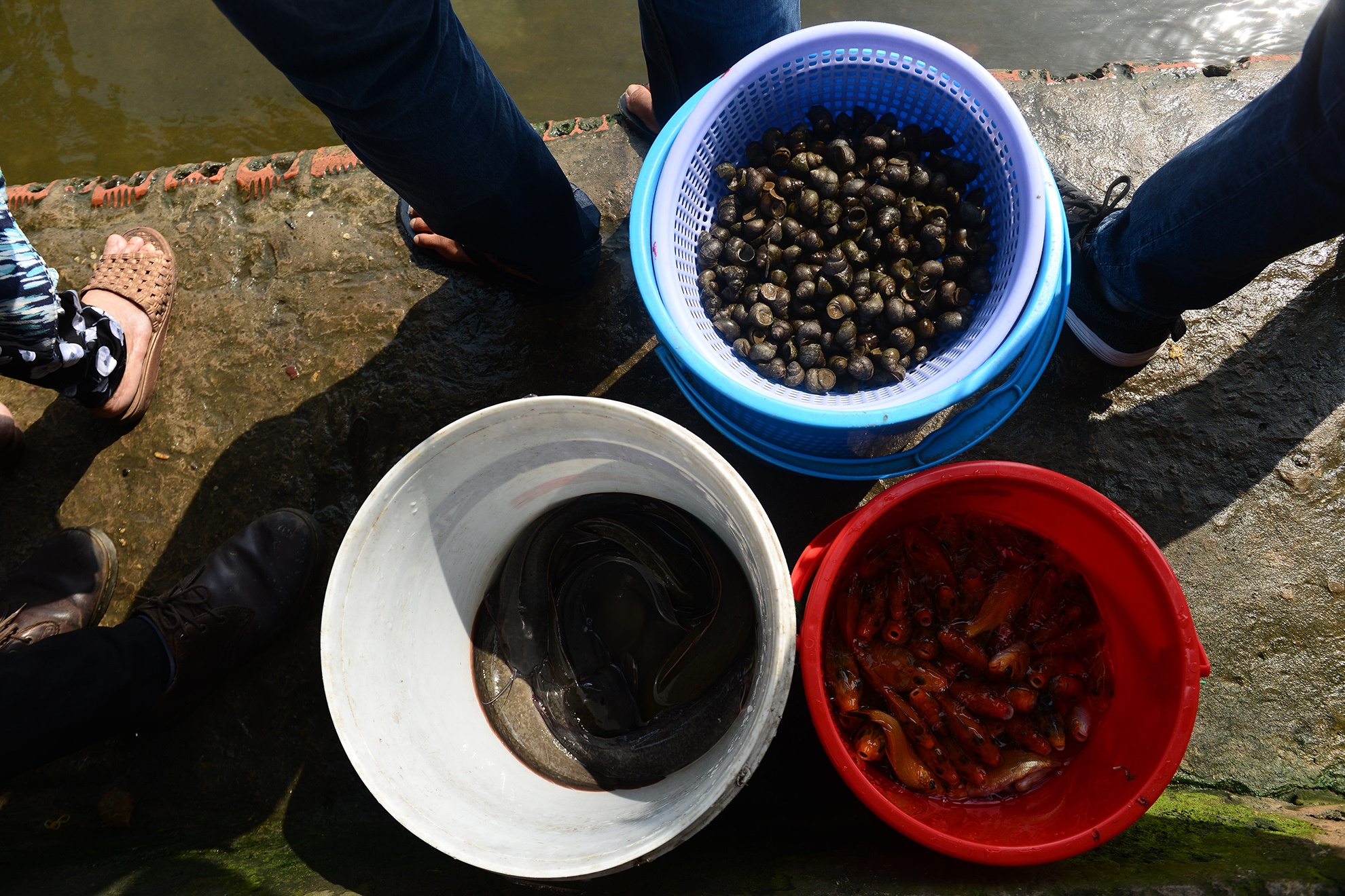 tha ca chep,  cung ong cong ong tao,  tet ky hoi anh 4