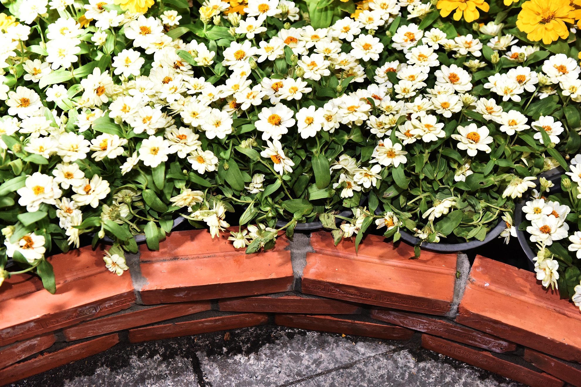 khai mac duong hoa Nguyen Hue Tet Ky Hoi anh 14