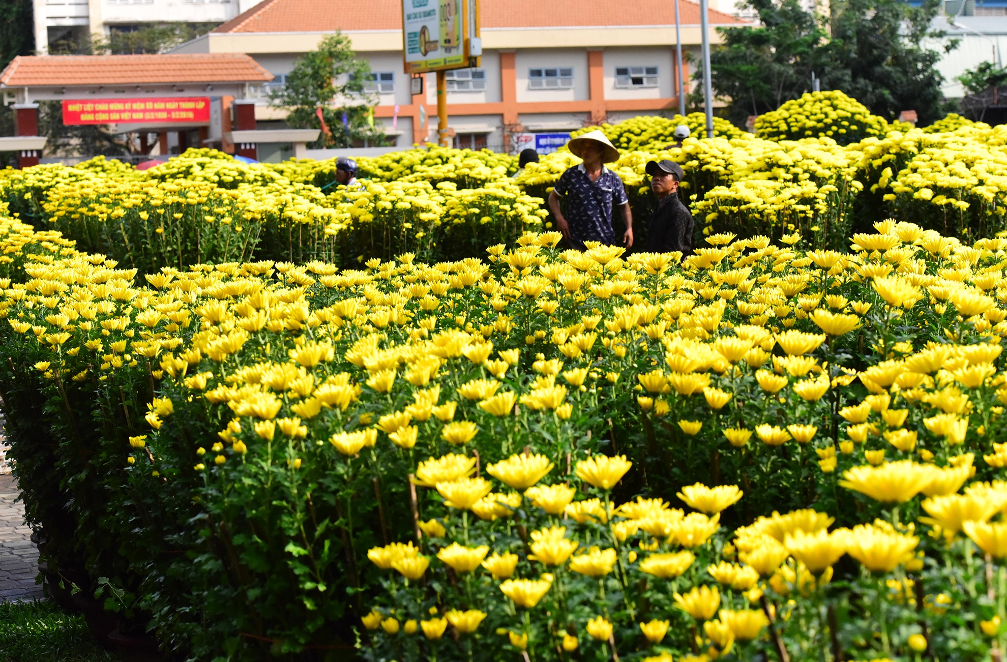 Canh doi lap o cho hoa Tet lon nhat Sai Gon anh 10