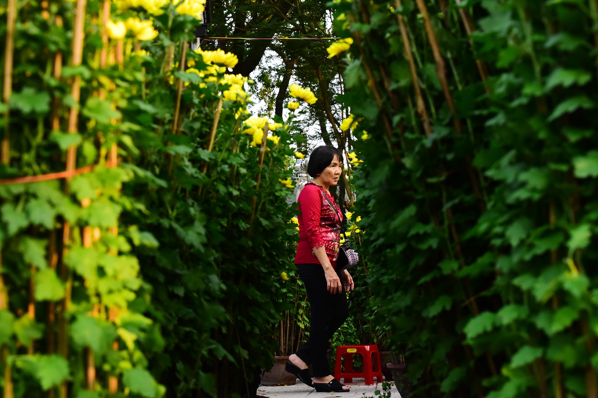 Canh doi lap o cho hoa Tet lon nhat Sai Gon anh 11