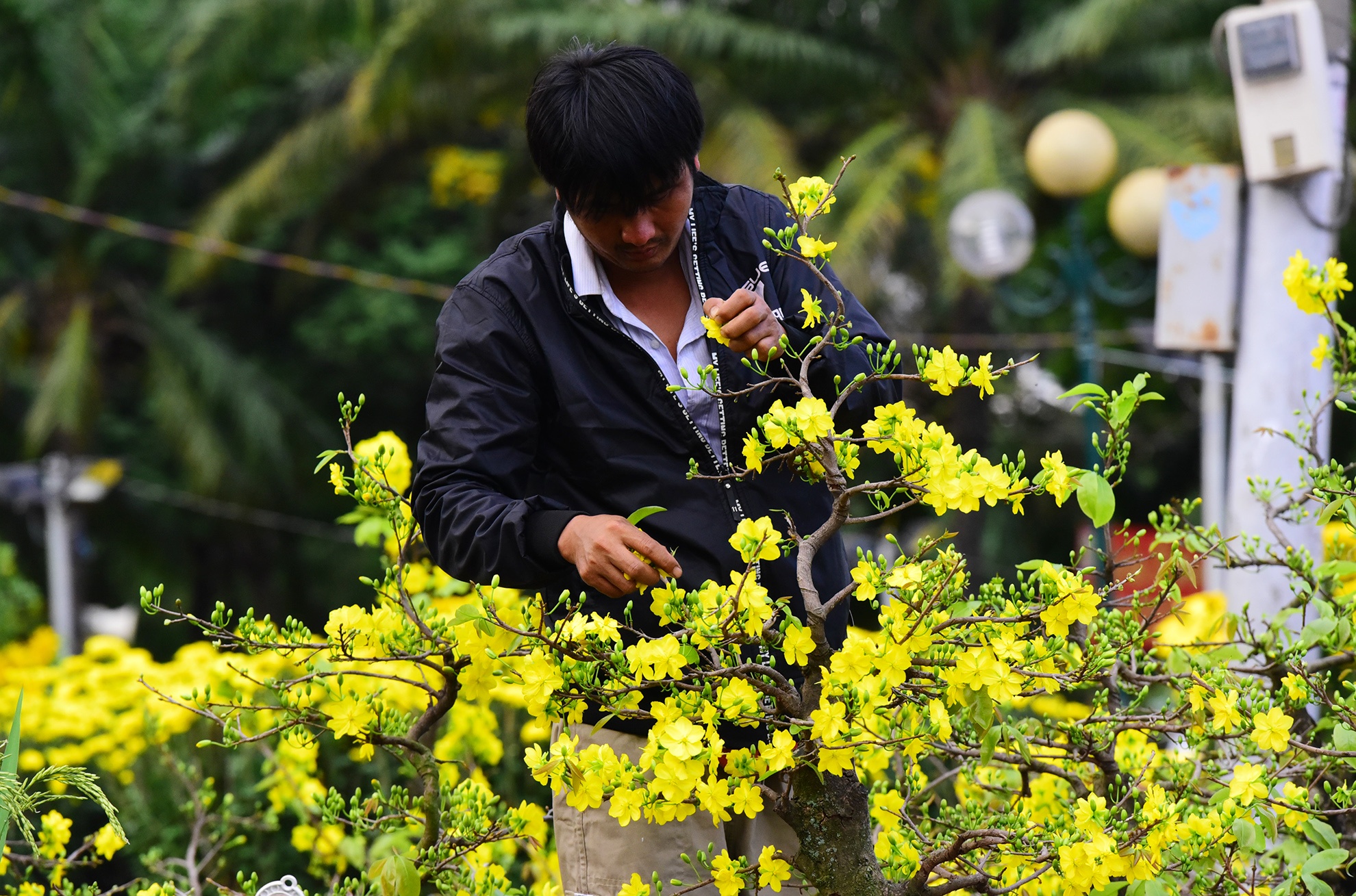 Canh doi lap o cho hoa Tet lon nhat Sai Gon anh 3