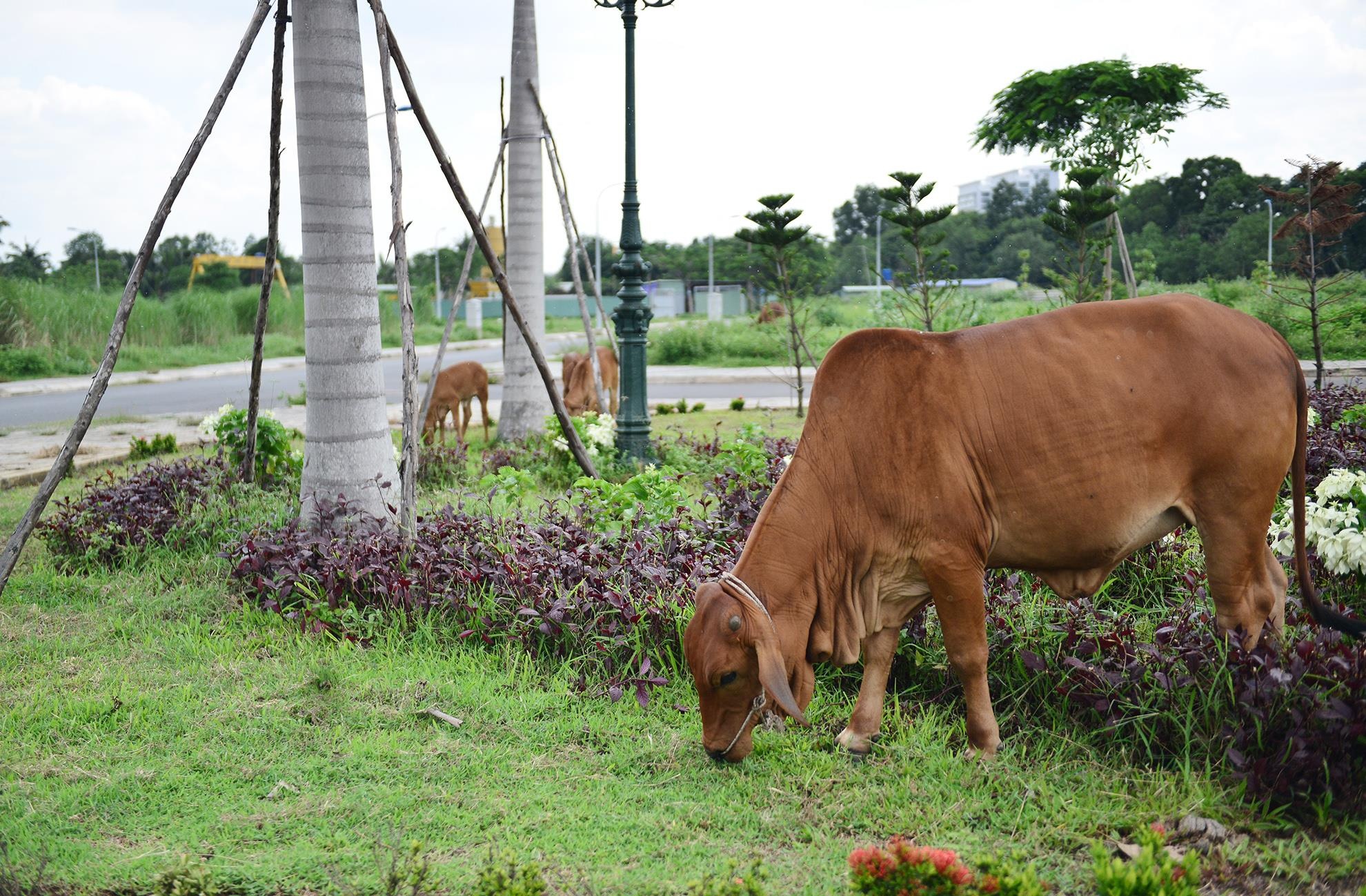 khu do thi hon 10 nam hoang vang o Sai Gon anh 16