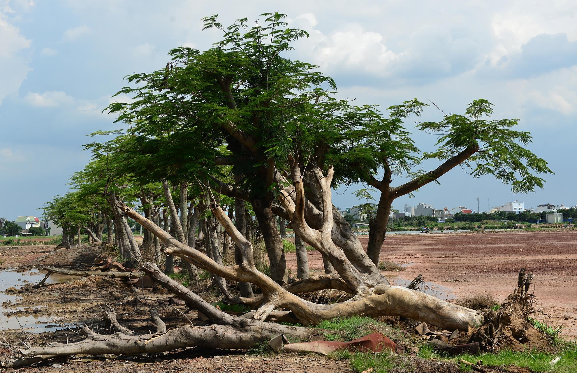 khu do thi hon 10 nam hoang vang o Sai Gon anh 18