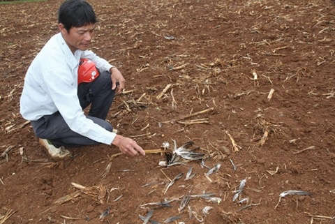 Thu du ve an thit vat nuoi la bao Hoa mai hinh anh