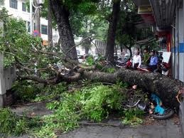 Di cua cay, bi cay va vao dau tu vong hinh anh