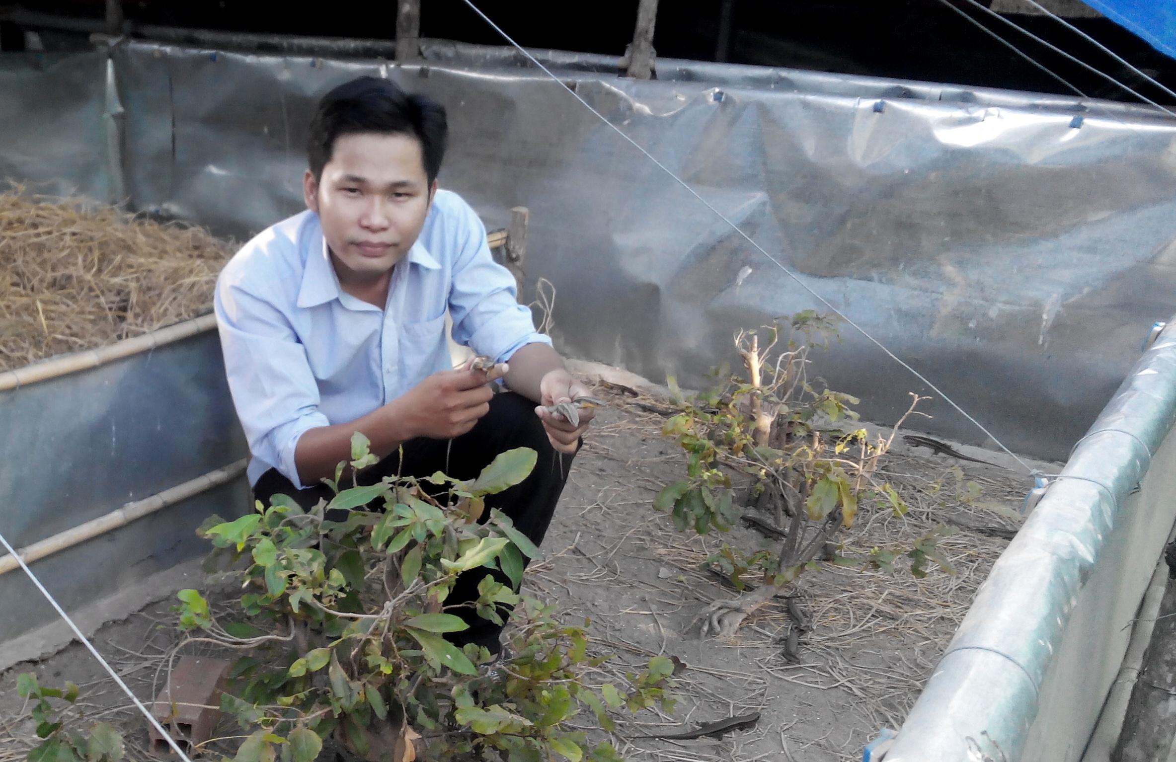 Trang trại mối giúp Duy thu nhập 500 triệu/năm.