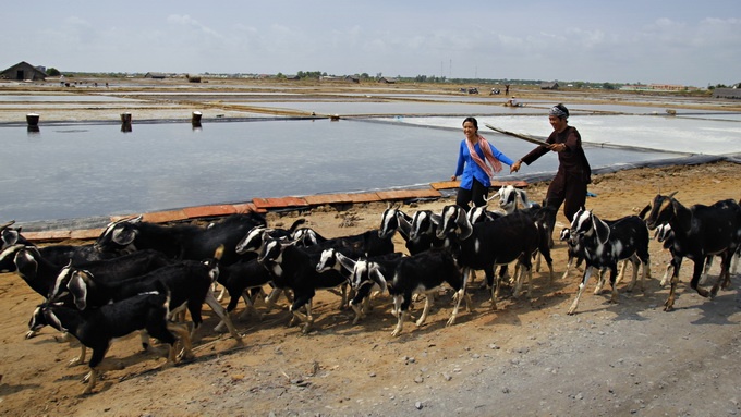 Hải An và Thảo Nguyên đã chọn câu chuyện tình rất đời thường của đôi vợ chồng trẻ kiếm sống bằng nghề làm muối, tuy cơ cực nhưng mái tranh nghèo luôn đầy ắp tiếng cười. Ngoài làm muối, họ còn chăn cả một bầy dê.