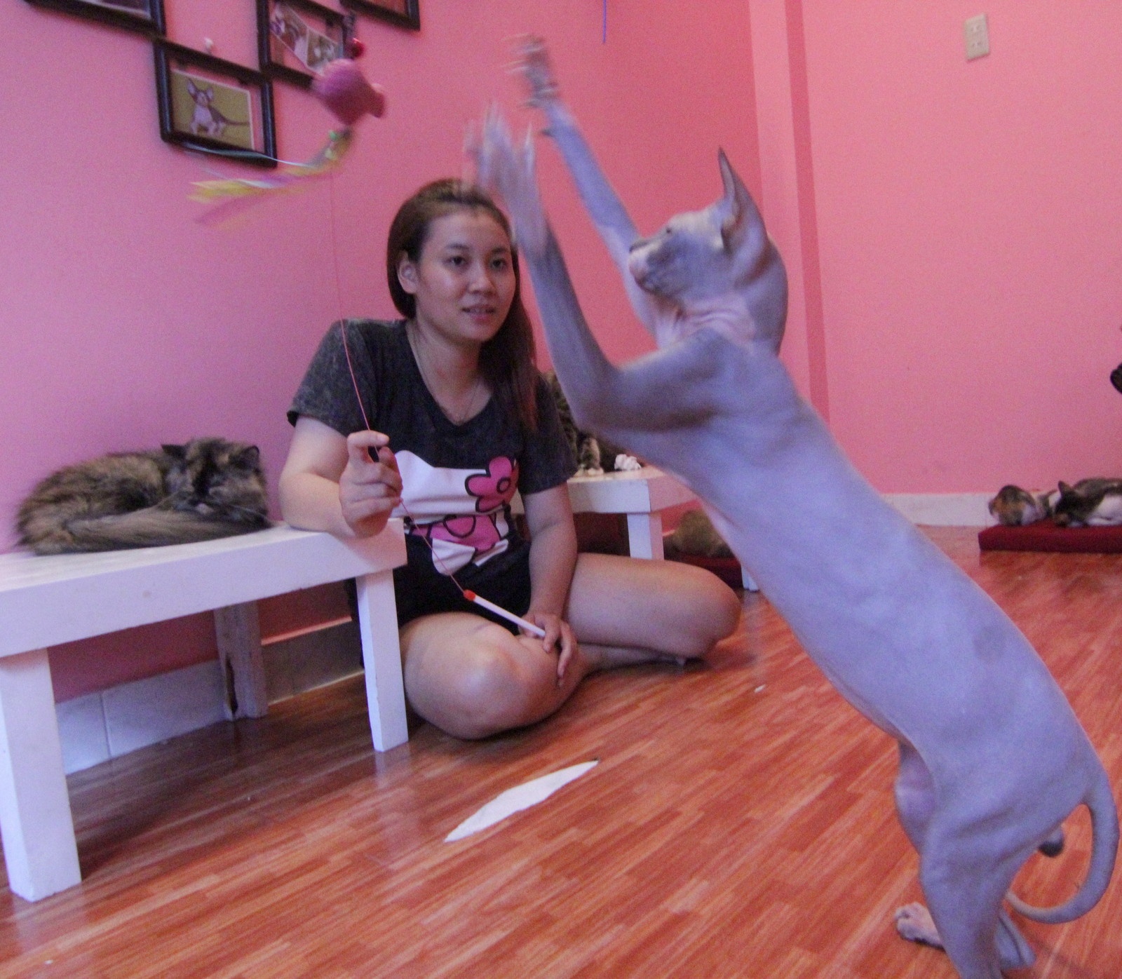 Nu sinh 9X nuoi meo khong long tren 20 trieu/con hinh anh