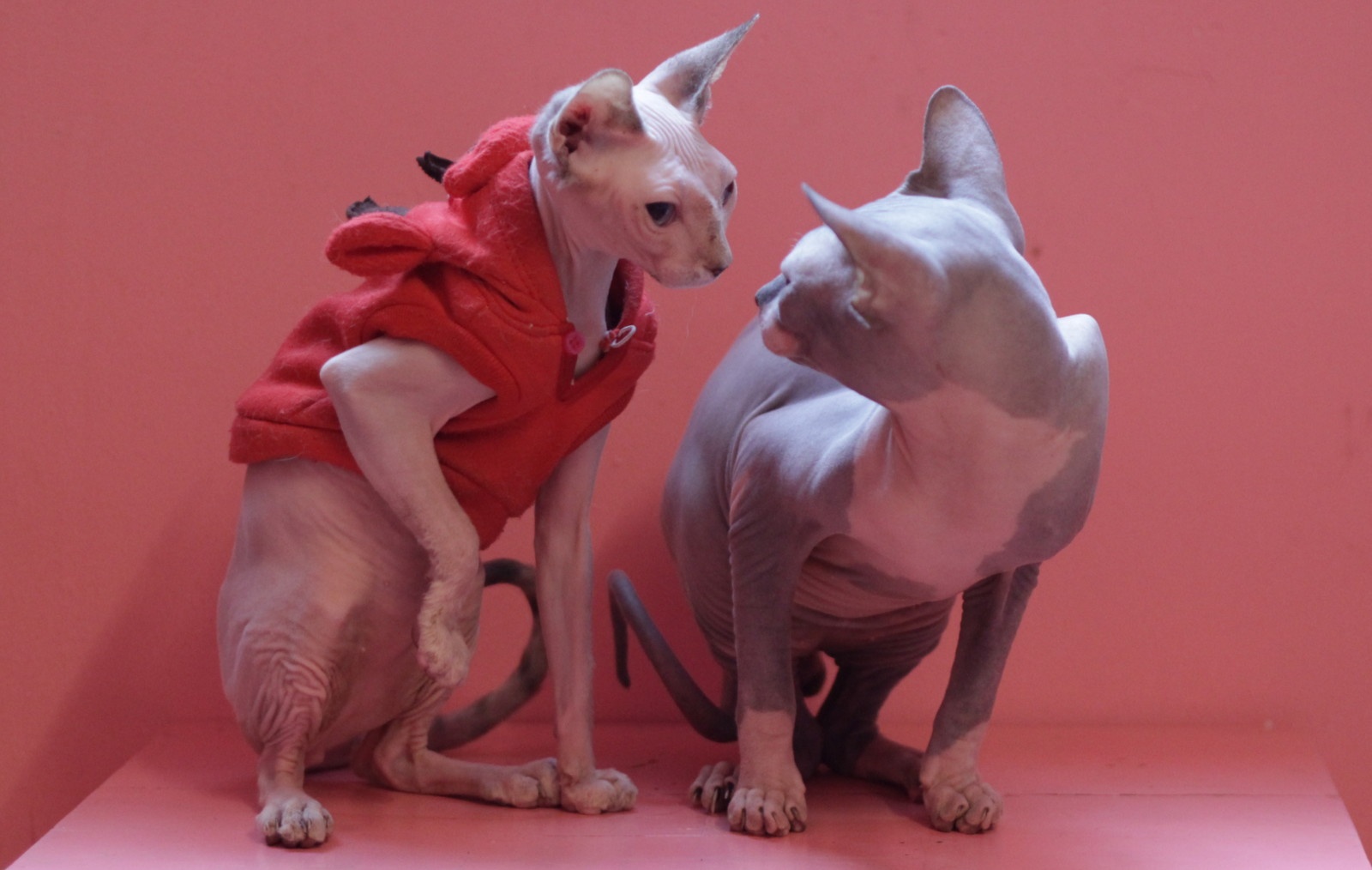 Mèo không lông được gọi với cái tên chính xác là mèo Sphynx, lấy theo tên theo hình ảnh nhân sư của Ai Cập nên còn được gọi là mèo Ai Cập. 