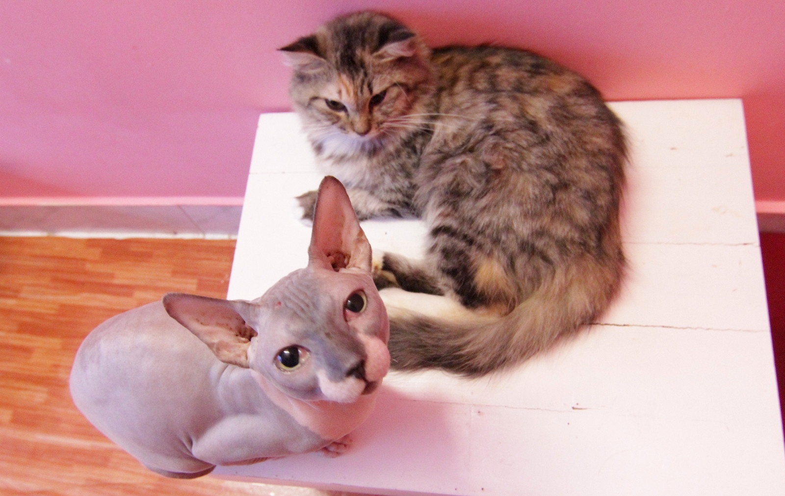 Hiền Anh chia sẻ: 