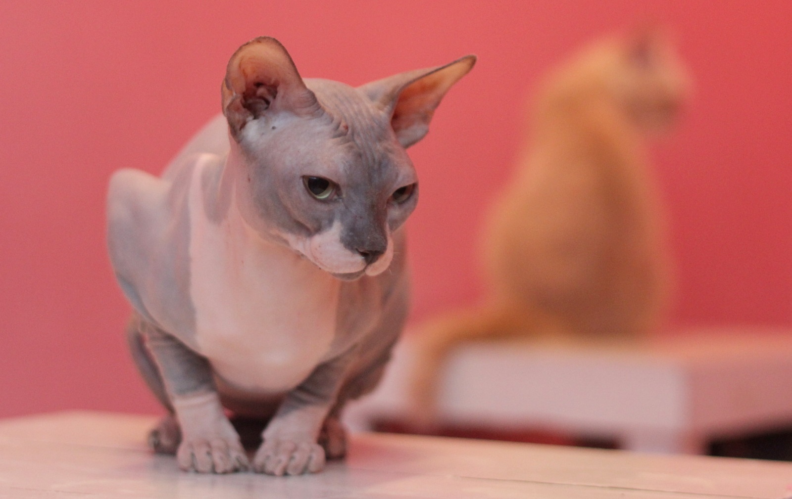 Ngoài không lông, giống mèo này còn xấu xí vì toàn thân là những nếp da nhăn nheo, tai cực lớn như tai lừa, mắt to như mắt nai, vẻ mặt rất ưu tư, nghiêm nghị. 