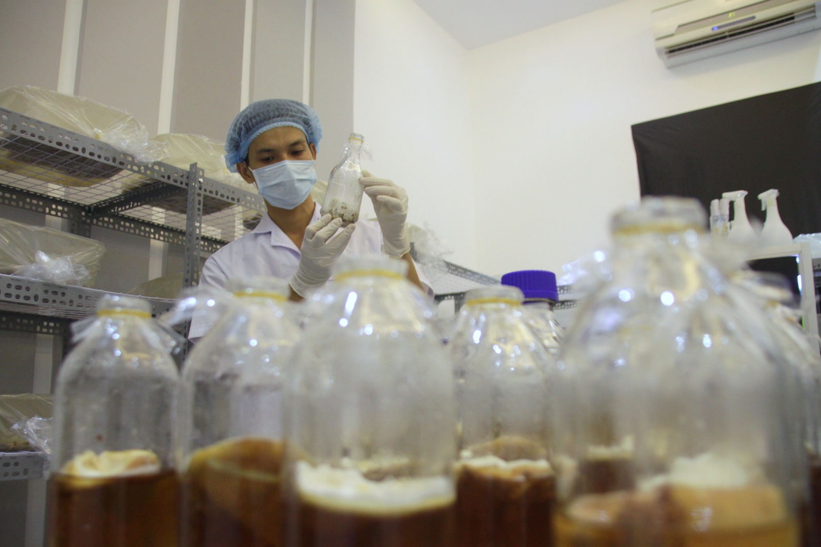 Sau khoảng 2 năm nghiên cứu, Lai thành công trong việc nuôi trồng đông trùng hạ thảo. Sau khi làm được giá thể thì sản phẩm Lai trồng được khi đưa đi kiểm định ở Viện Thực phẩm chức năng Việt Nam có dược tính đạt chỉ tiêu cao hơn trong tự nhiên rất nhiều.