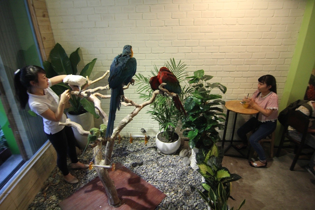 Quán nằm trên đường Trần Huy Liệu (Q.Phú Nhuận), ở ngay lối vào là những con vẹt nhiều màu sắc, kích thước đang đậu trên cây như chờ khách đến để cùng vui chơi.