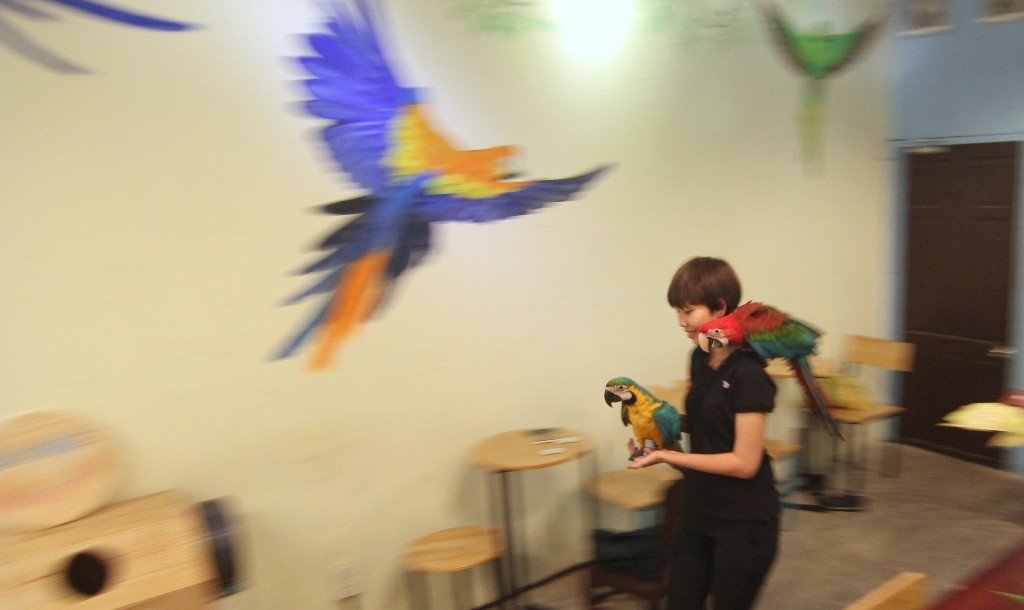 Nhiều chú vẹt cũng biết “chọn bạn mà chơi”. Nếu gặp khách phù hợp chúng sẽ bay đến đậu bàn hay trên vai, trên tay và không muốn rời đi.