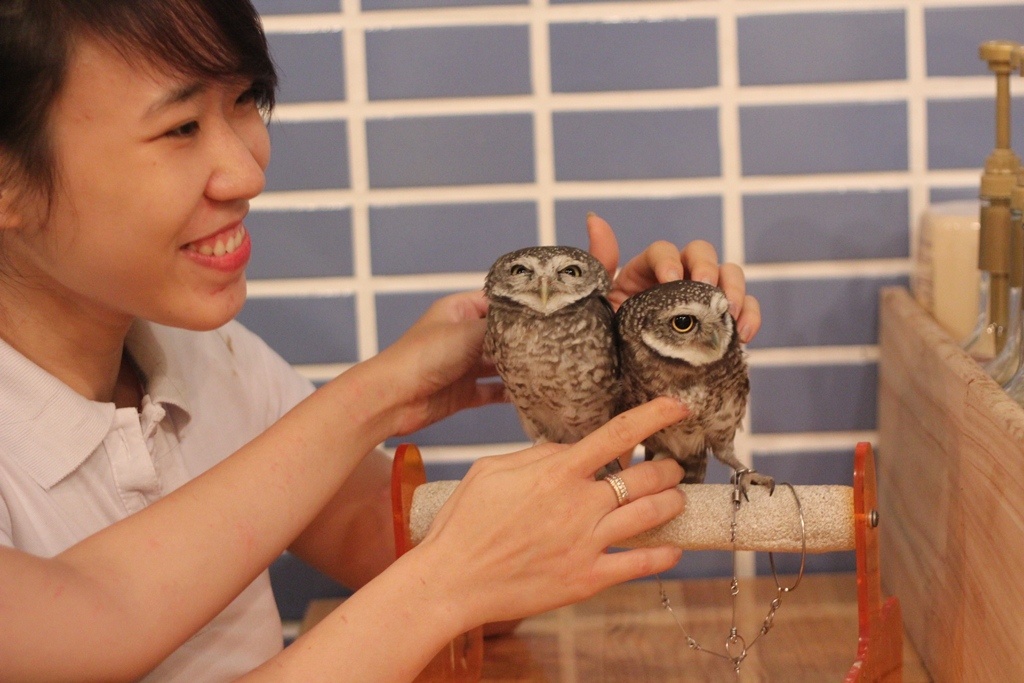 Trong khi đó, loài chim cú vốn biểu trưng của sự xui xẻo nhưng vẫn có sức hấp dẫn riêng.