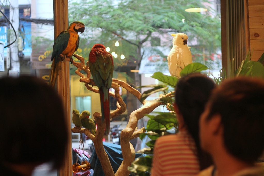 Chủ quán là một chàng trai vốn có niềm đam mê vẹt, cú các loại. Thời gian đầu, anh chỉ nghĩ sẽ mở một tiệm bán vẹt, cú.. Nhưng vì muốn tạo một khoảng không gian be bé cho mọi người dù không có khả năng nuôi thì vẫn có thể đến đây chơi đùa với những loài chim này nên đã mở quán.