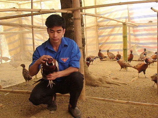 Ngoài trồng phật thủ, Xoa còn nuôi kết hợp gà ri và chim trĩ,.