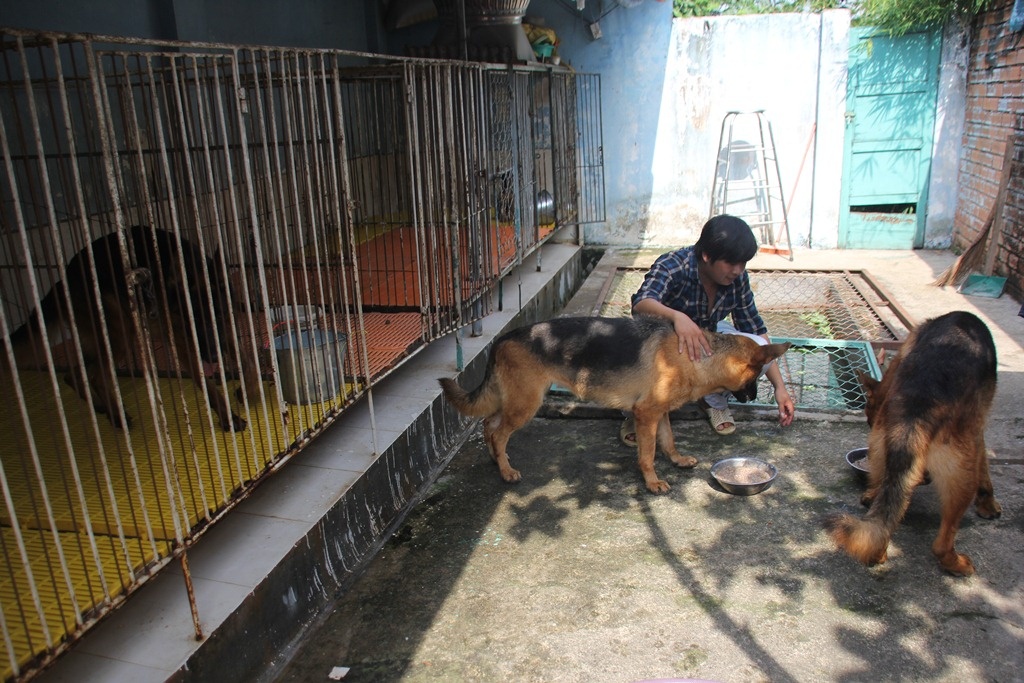 Trại chó mang lại cho Tuấn thu nhập từ 20 - 40 triệu/tháng.
