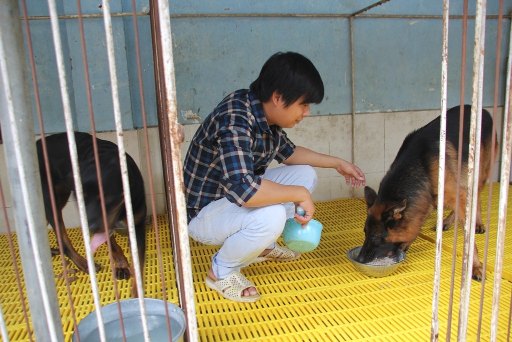 Theo Tuấn, việc chăm sóc chó cũng khá đơn giản.
