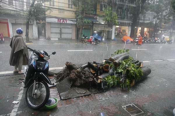 Cay do o Ha Noi, mot nguoi di cap cuu hinh anh