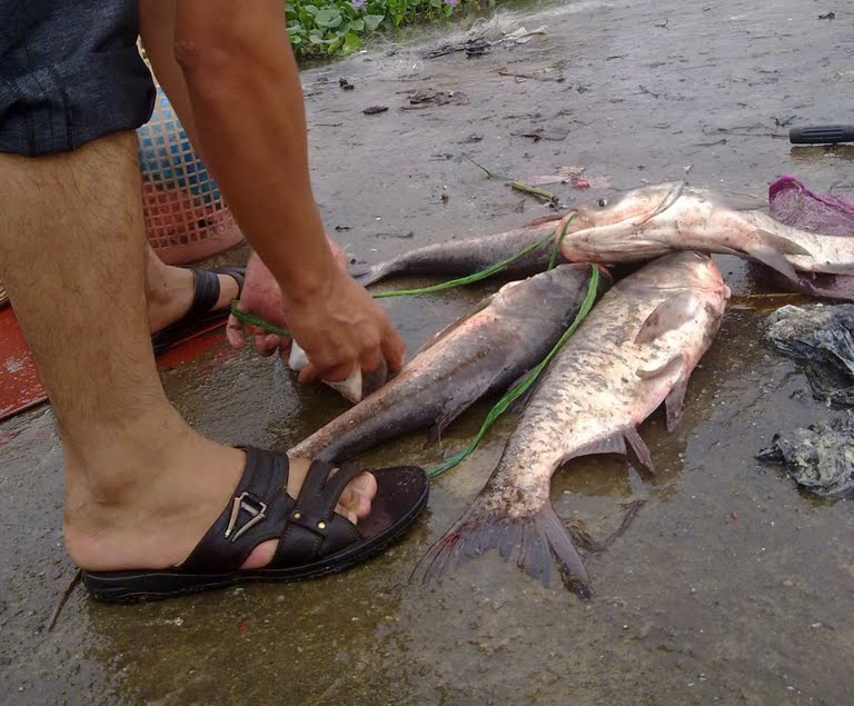 Do xo ra Ho Tay bat ca sau bao hinh anh