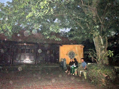 Cay sua tien ty bi xa xeo trong sieu bao hinh anh