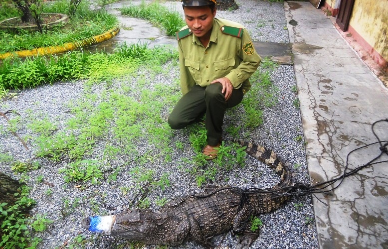 Bat ca sau nang 24kg, ran la tren quoc lo hinh anh