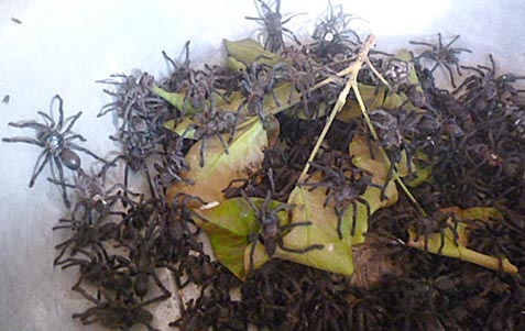 Biet duoc phong the o cho con trung cuc doc mien Tay hinh anh