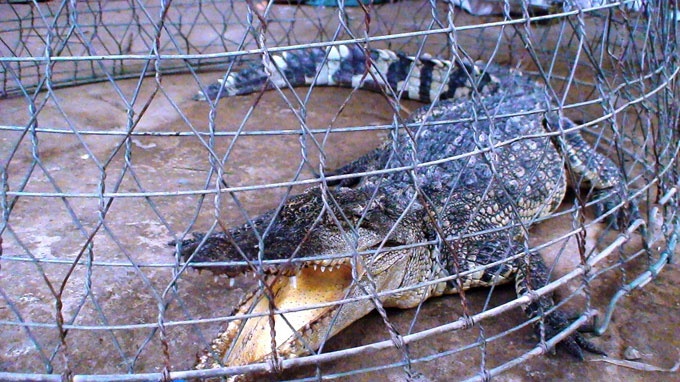 Dan Cu Chi di cat co bat duoc ca sau dai ca met hinh anh