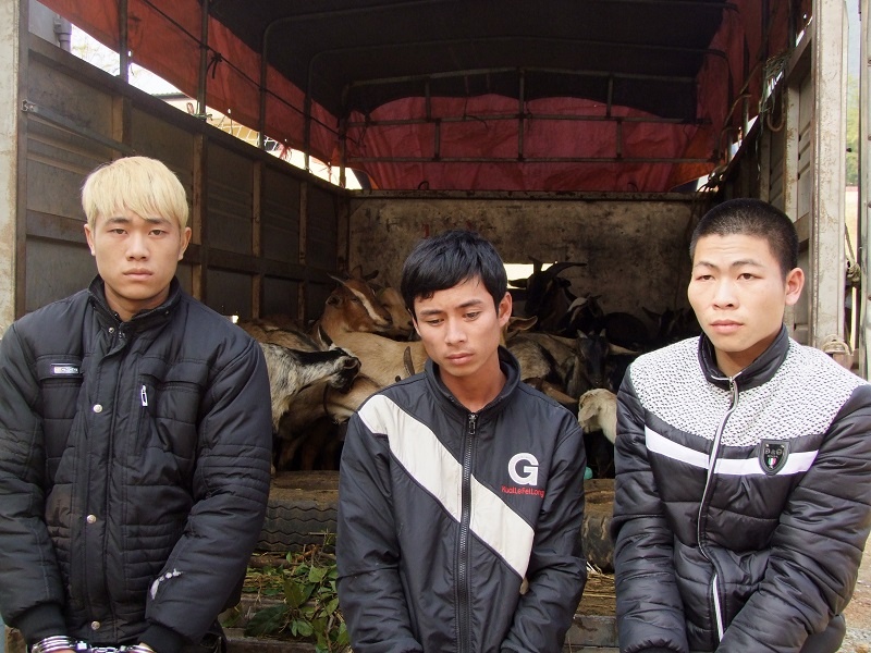 6 nguoi troi chan tay, bit mieng nan nhan cuop dan gia suc hinh anh