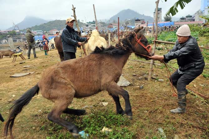 Di cho ngua dau nam Ngo hinh anh